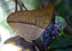 Archaeoprepona amphimachus