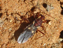 Neotrichedocla