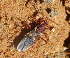 Neotrichedocla
