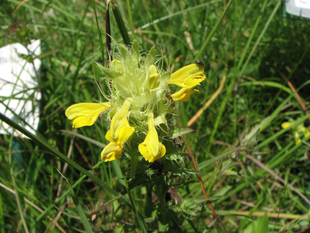 Melampyrum carstiense