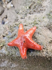 Aquilonastra coronata