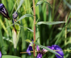 Achillea alpina camtschatica