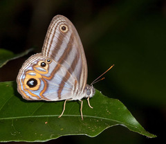 Chloreuptychia herseis