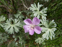 Geranium subargenteum