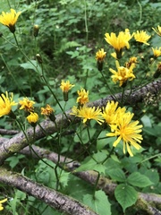 Crepis paludosa