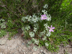 Geranium subargenteum