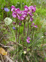 Pedicularis pyrenaica