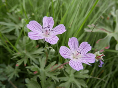 Geranium subargenteum