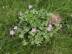 Geranium subargenteum