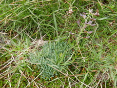 Teesdalia conferta