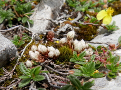 Saxifraga conifera
