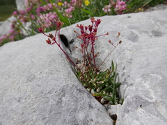 Saxifraga conifera