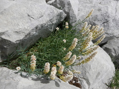 Reseda glauca
