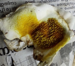 Gyrodontium sacchari