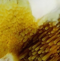 Gyrodontium sacchari
