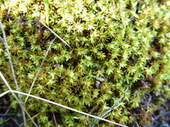 Didymodon torquatus
