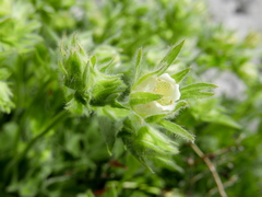 Potentilla nivalis