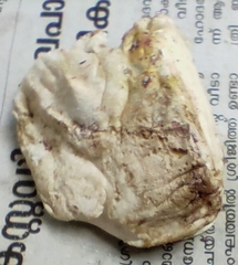 Gyrodontium sacchari