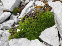 Saxifraga canaliculata