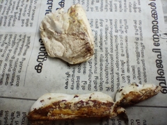 Gyrodontium sacchari