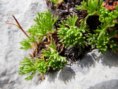 Saxifraga canaliculata