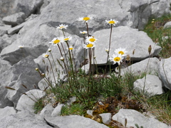 Leucanthemum cacuminis