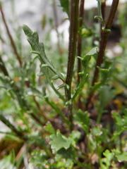 Leucanthemum cacuminis
