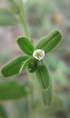 Buglossoides