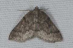 Aleucis distinctata