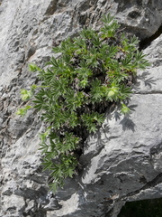 Potentilla nivalis