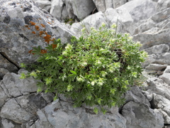 Potentilla nivalis