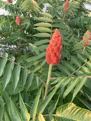 Rhus typhina
