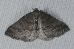 Aleucis distinctata