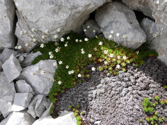 Saxifraga canaliculata