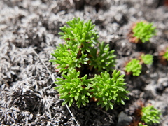 Saxifraga canaliculata