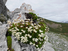 Saxifraga canaliculata