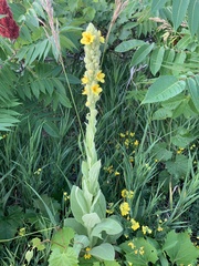 Verbascum thapsus
