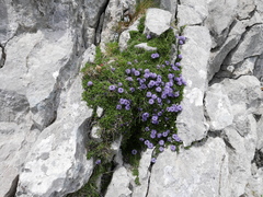 Globularia repens