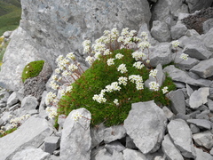 Saxifraga canaliculata