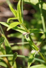 Scutellaria yezoensis
