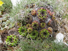 Sempervivum vicentei