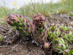 Sempervivum vicentei