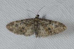 Eupithecia dodoneata