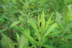 Trirhabda canadensis