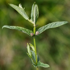 Scutellaria yezoensis