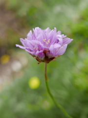 Armeria cantabrica