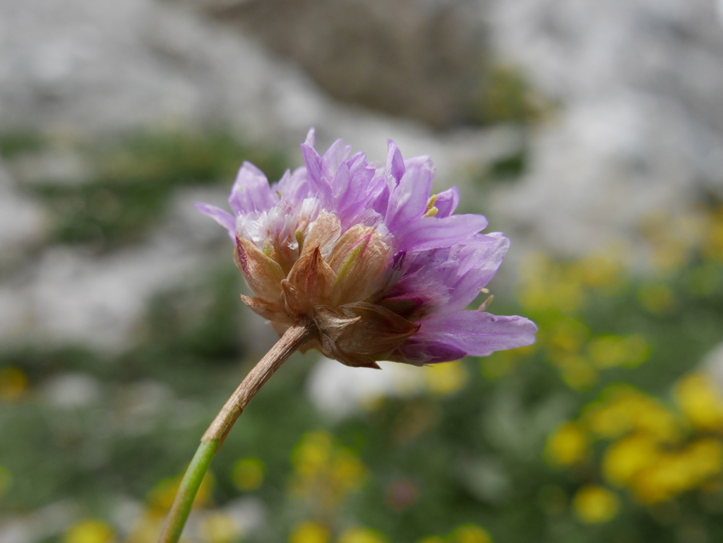 Armeria cantabrica