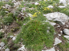 Armeria cantabrica