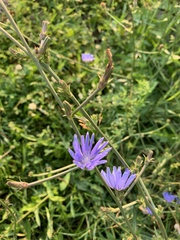 Cichorium intybus