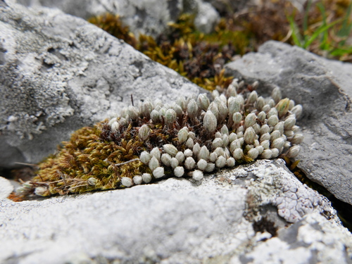 Saxifraga Conifera